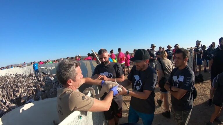 Flamenco en la Naturaleza: Experiencia &Uacute;nica para Visitantes