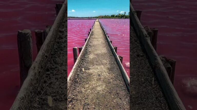 Descubre la Magia del Flamenco en tus Viajes