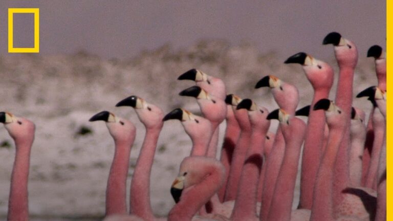 Melod&iacute;as Flamencas que Conquistan el Cine