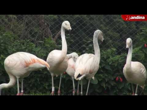 Colores Inspiradores para Fotograf&iacute;a de Flamenco