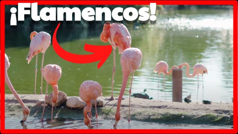 Exploraci&oacute;n Visual del Flamenco a Trav&eacute;s de la Fotograf&iacute;a Documental