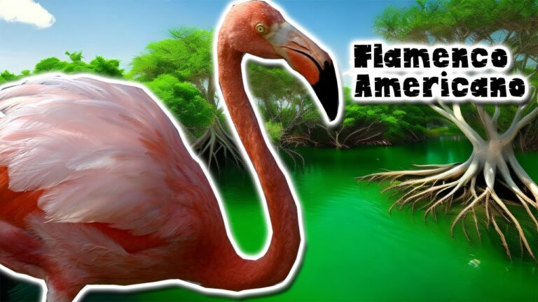 Documentales que Celebran la Belleza del Flamenco