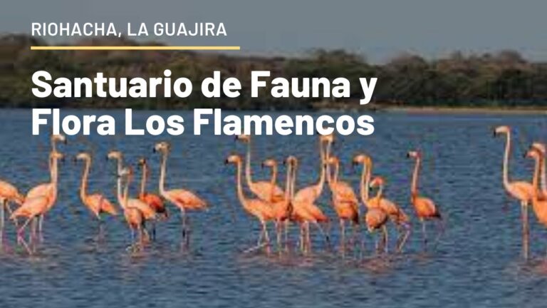 Emociones Flamencas: Transformando Tu Experiencia Tur&iacute;stica