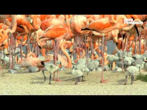 Las Mejores Películas Emblemáticas sobre el Flamenco