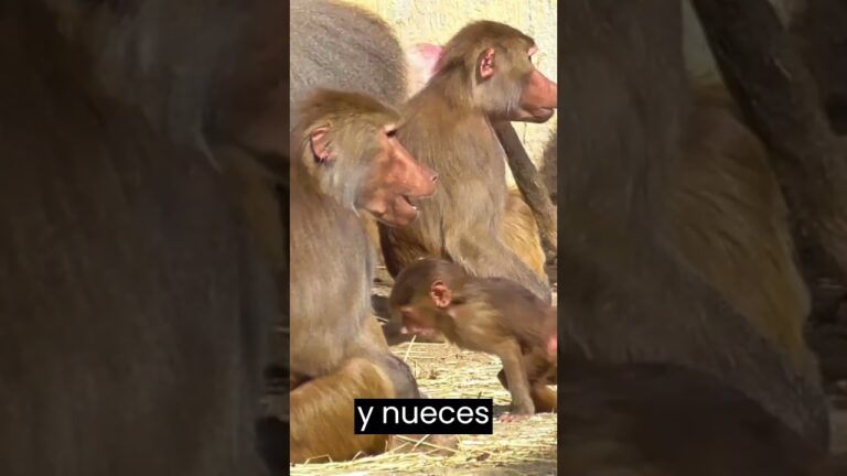El Flamenco como Aliado en la Protecci&oacute;n Ecol&oacute;gica