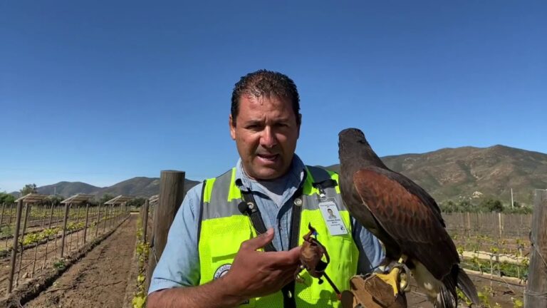 Explorando el Flamenco: Un Patrimonio Cultural Vivo